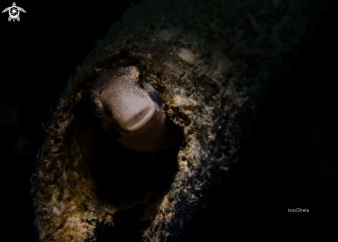 A Melacanthus grammistis | Striped Blenny