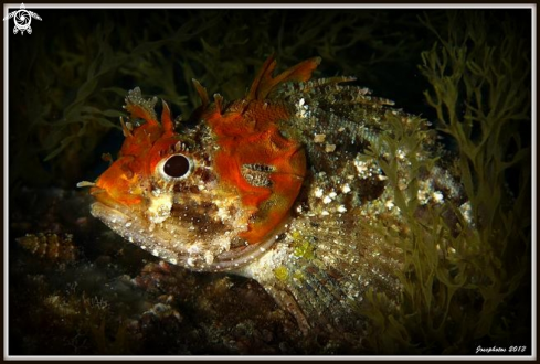 A Scorpionfish | 