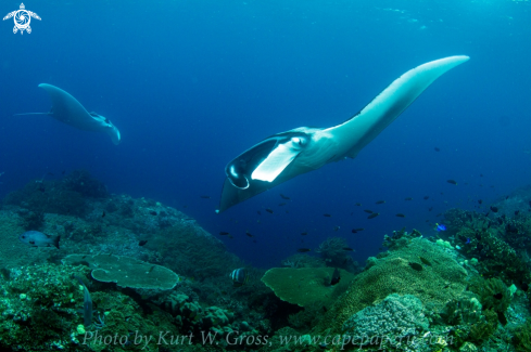 A Oceanic Manta Ray