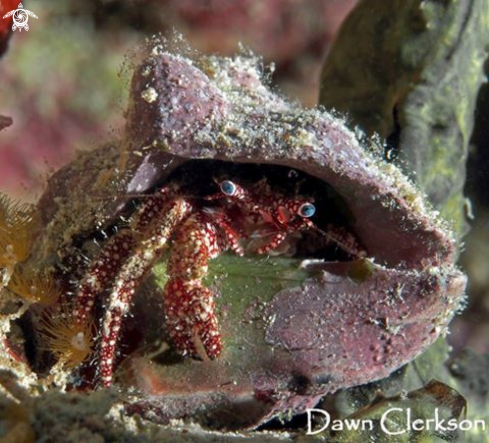 A White Speckled Hermit Crab