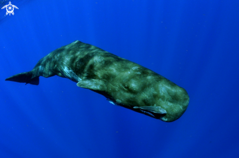 A Sperm Whale