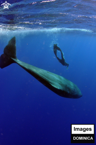 A Sperm Whale