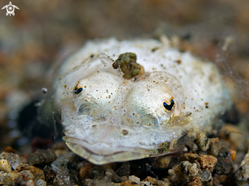 A Thysanophrys chiltonae | Longsnout Flathead (juvenile)