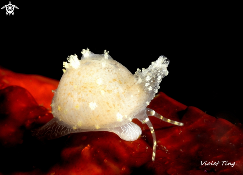 A cowrie sea snail