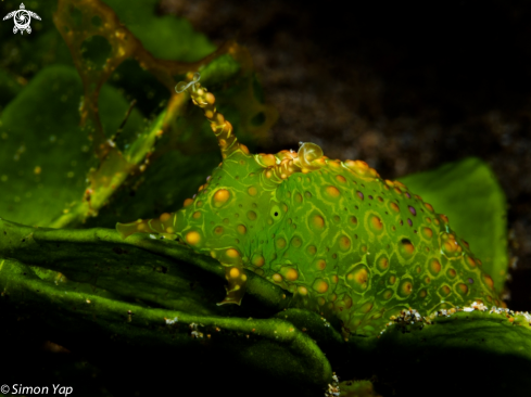 A Ramose Sea Hare