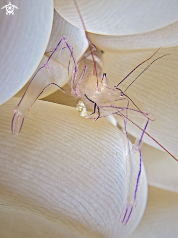 A Bubble Coral Shrimp