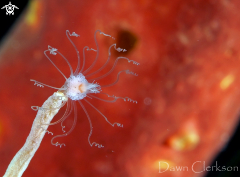 A Ralpharia sp. | Solitary Hydroid