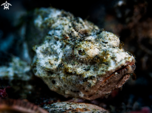 A Devil Scorpionfish