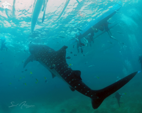 A whaleshark