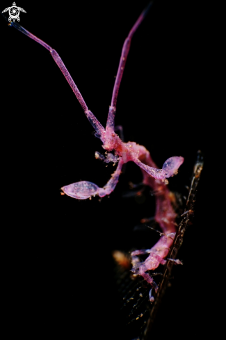 A Caprellidae | Skeleton Shrimp