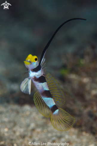 A Blackray Shrimpgoby