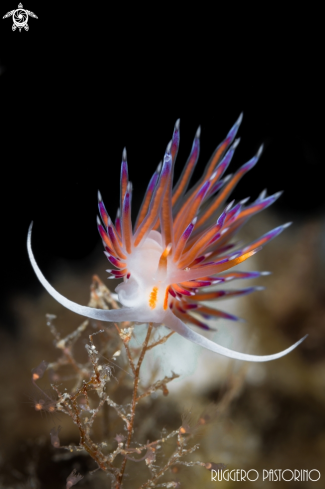 A Cratena with skeleton shrimp