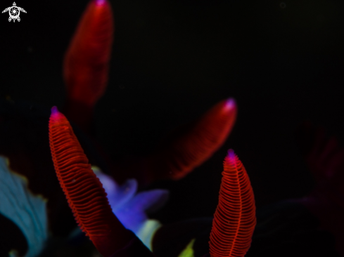 A Nembrotha chamberlaini | Nembrotha