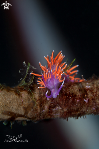 A Mollusco Gasteropode Opistobranco  | flabellina ischitana