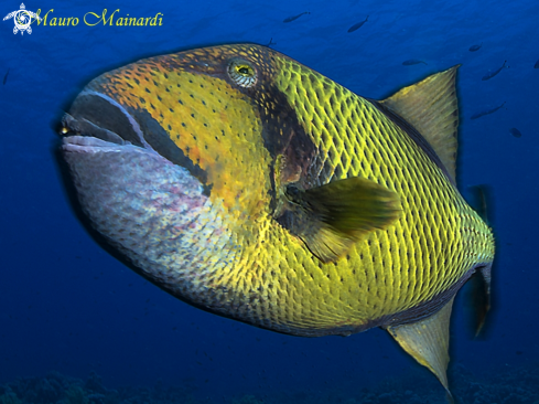 A Titan triggerfish