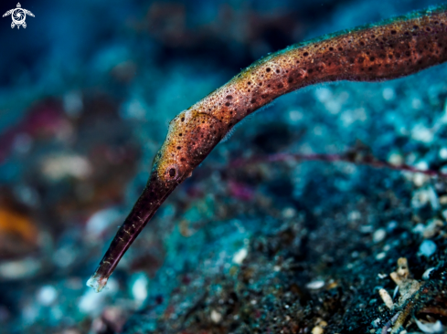 A Double-ended Pipefish