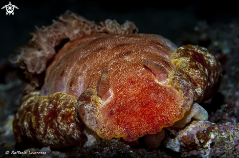 A Hexabranchus_sanguineus | Spanish dancer