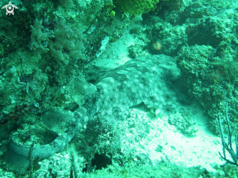 A carpet shark (wabegong )