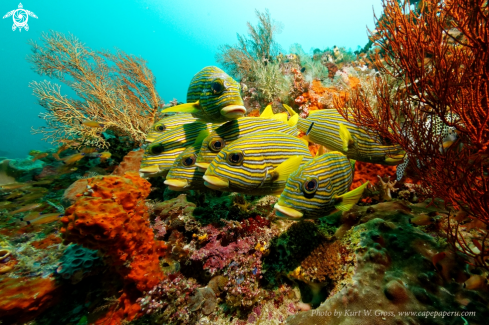 A Plectorhinchus polytaenia | Sweet lips