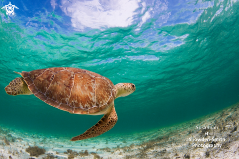 A Eretmochelys imbricata | Hawksbill Turtle