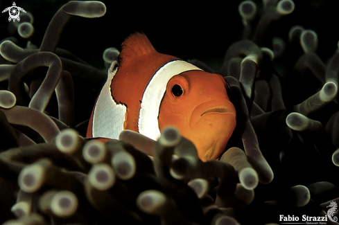 A Anemonefish