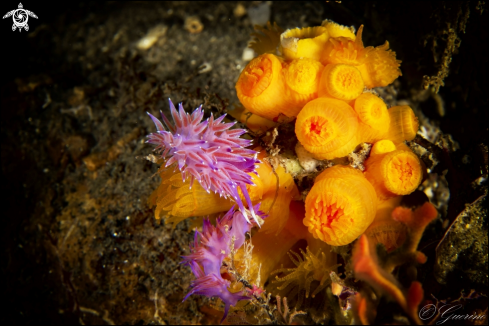 A Flabellina trilineata