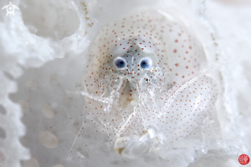 A Bryozoan snapping shrimp