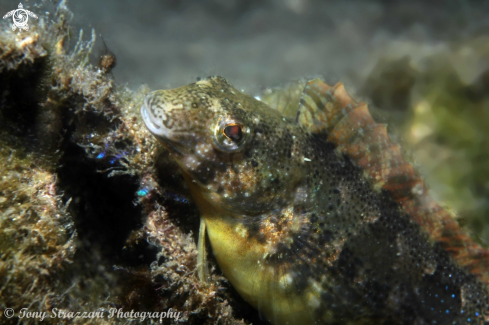 A Petroscirtes lupus | Brown sabretooth blenny