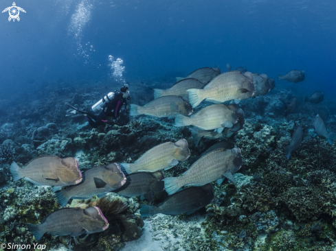 A Bolbometopon muricatum | Bumphead Parrotfish