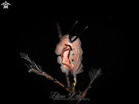 A donut nudibranch