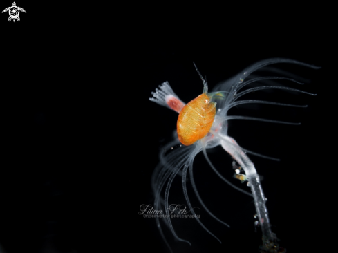 A Cyproideidae | Ladybug Amphipod