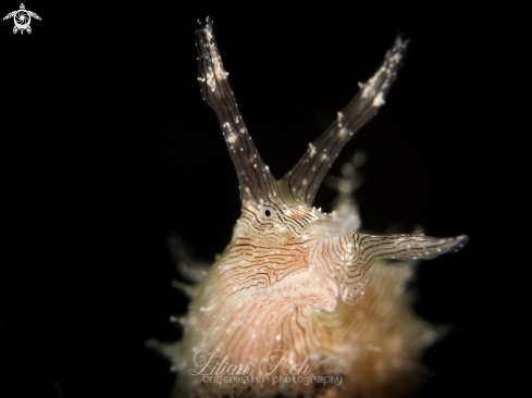 A Stylocheilus striatus | Sea hare