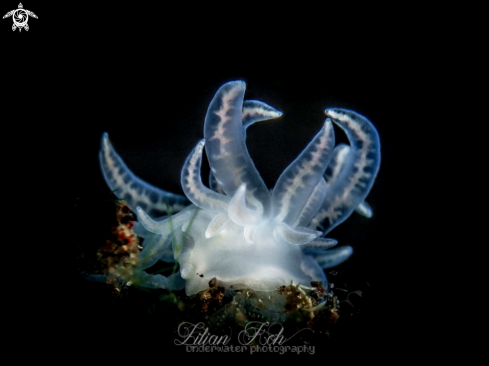 A Phyllodesmium iriomotense | Nudibranch