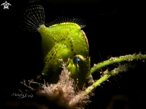 A Diamond filefish