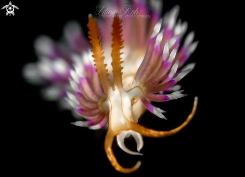 A Flabellina