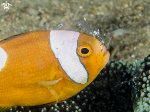 A Clownfish with cleaner Shrimp