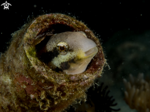 A Blenny