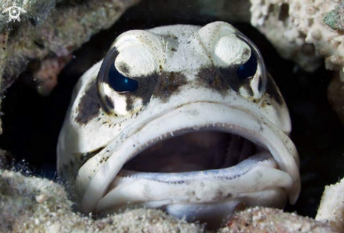 A Giant jawfish 