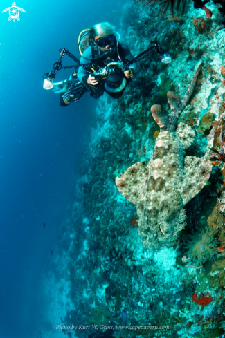 A Orectolobus reticulatus | Wobegong