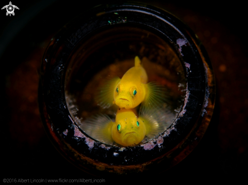 A Lemon Yellow Goby