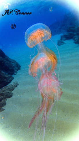 A Pelagia noctiluca | méduse pélagique