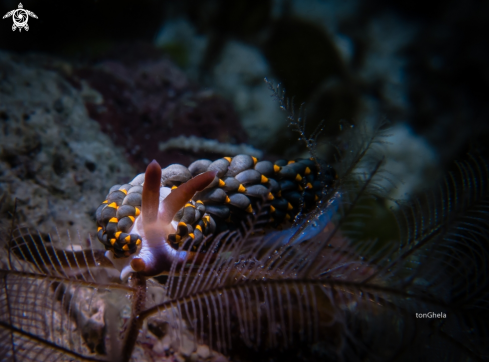 A Nudibranch