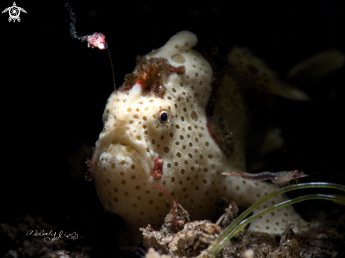 A Frogfish