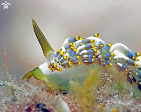 A Nudibranch