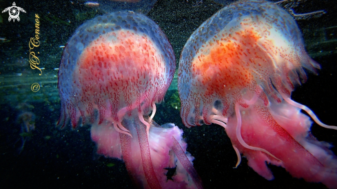 A Pelagia noctiluca | méduse pélagique