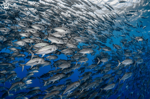 A Bigeye Trevally