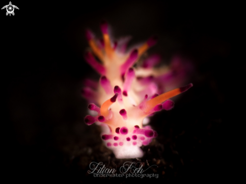 A Aegires villosus | Nudibranch