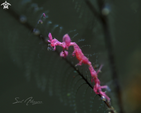 A Skeleton Shrimp