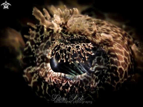 A Eye of Crocodile Flathead