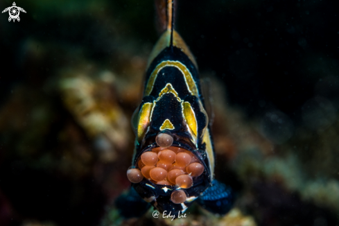 A Bangai Cardinal Fish | Bangai Cardinal Fish